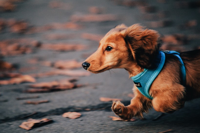 達(dá)克斯獵犬圖片