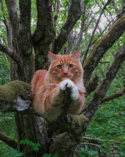 一只高冷的挪威森林猫