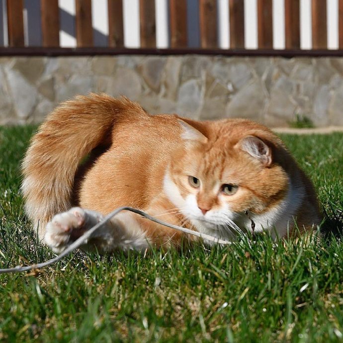 一组胖嘟嘟的橘猫图片