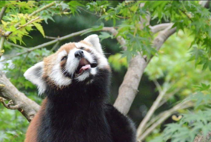 小熊猫在树上玩耍的模样图片欣赏