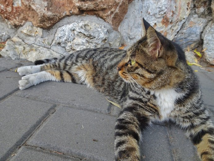 一组高冷的狸花猫图片