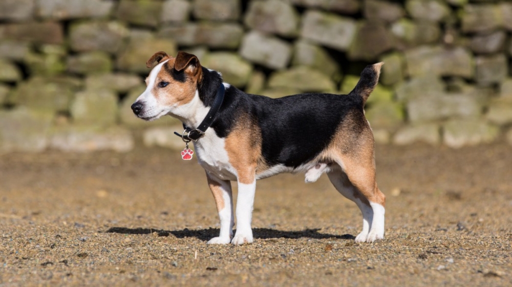 一組可愛(ài)的比格犬圖片欣賞