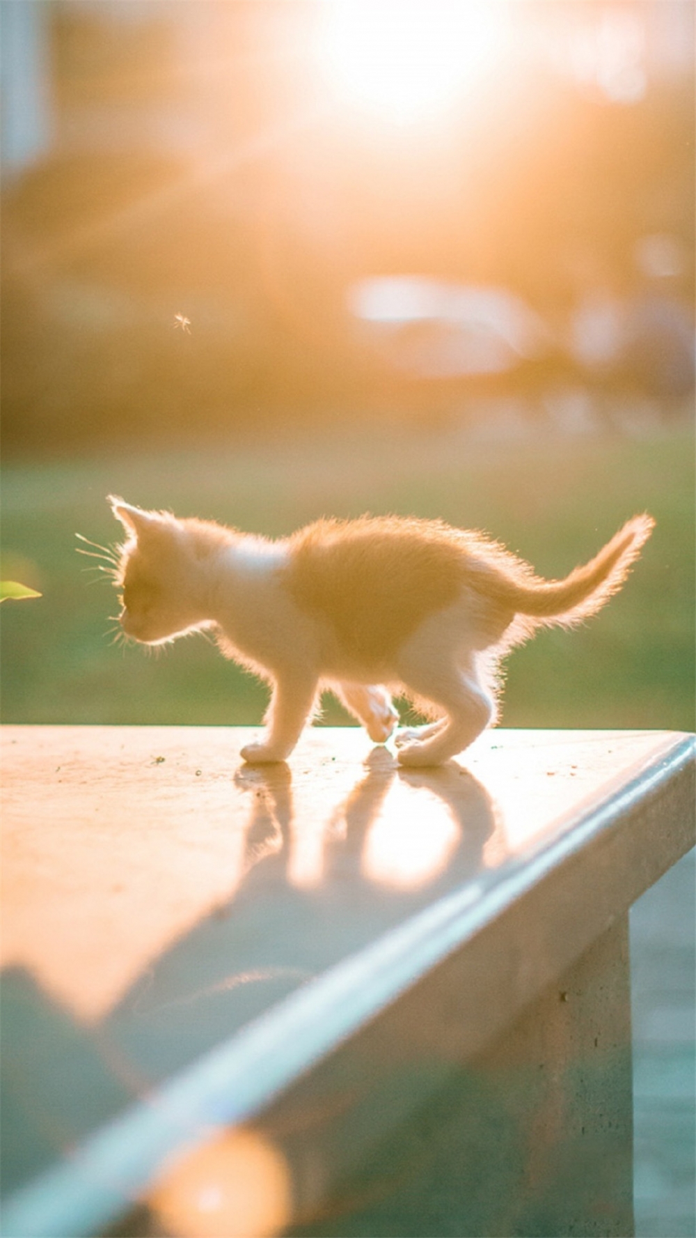 软萌可爱的猫咪图片手机壁纸