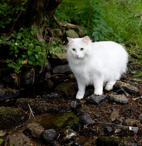 挪威森林猫图片