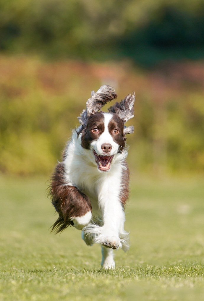 一组史宾格犬春天里的写真图