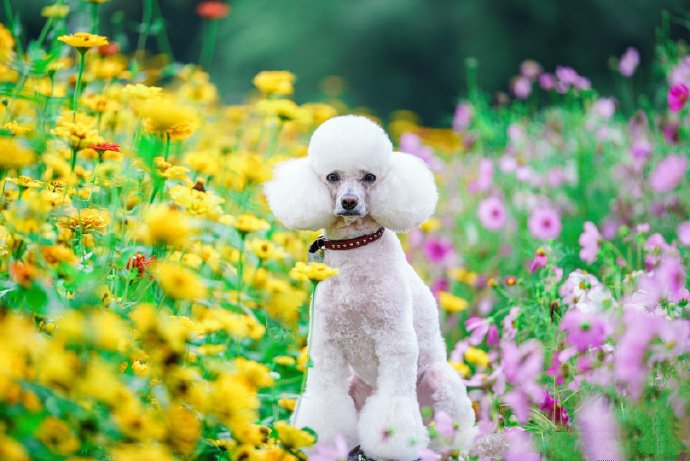 擁有貴婦氣質(zhì)的貴賓犬圖片