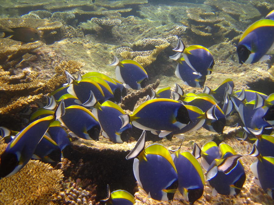 海里的魚群圖片