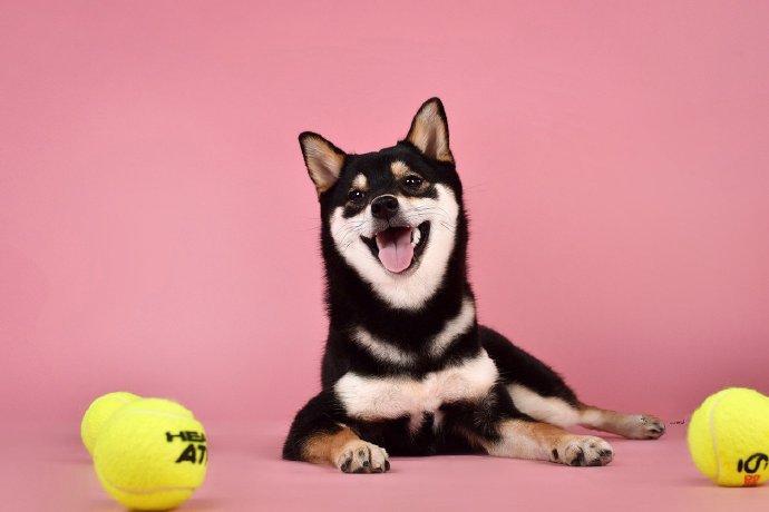 一组可爱的橘色和黑色的柴犬狗狗