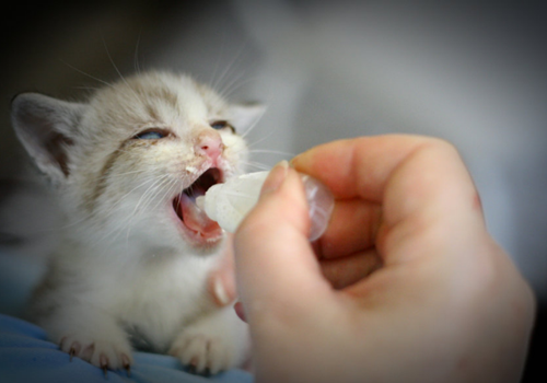 嘟嘟超萌猫咪图片