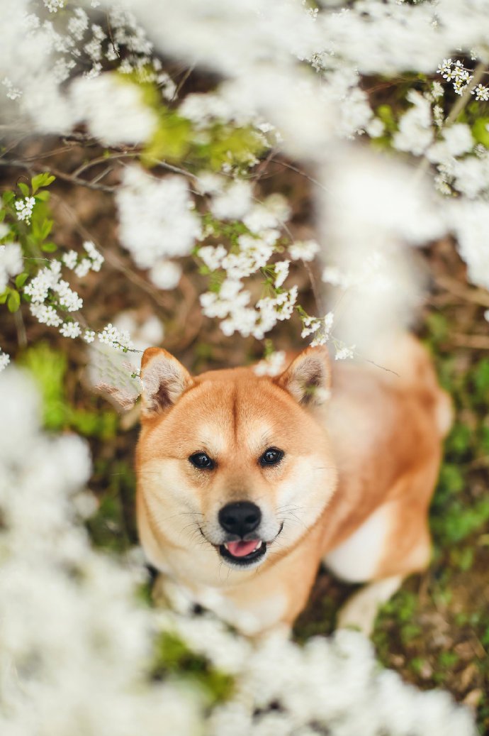 柴犬的笑容，专治一切不开心