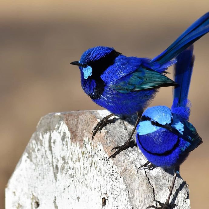 澳大利亚的辉蓝细尾鹩莺图片