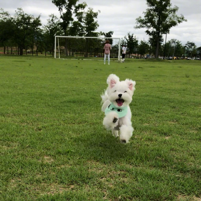 一组在草地上快乐飞奔的狗狗图片欣赏