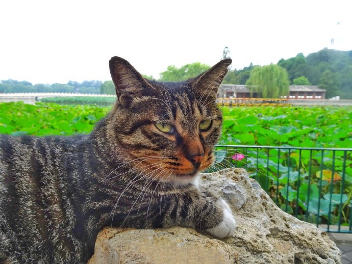 一组高冷的狸花猫图片