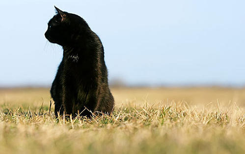 一组神秘的黑猫图片