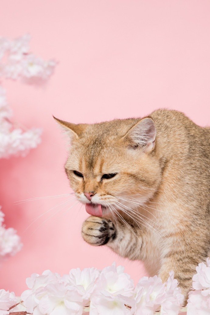 漂亮的英短金渐层猫咪写真