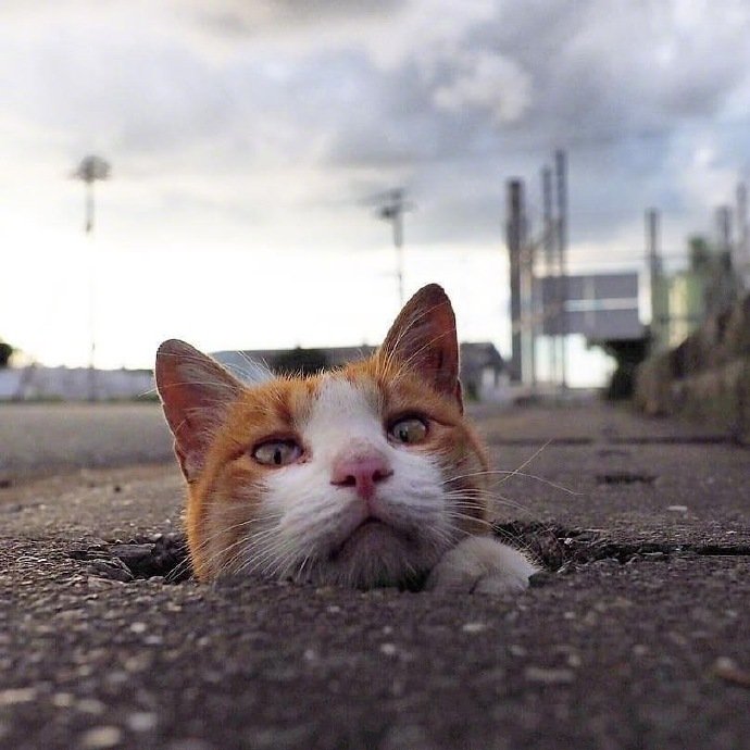 一组调皮捣蛋的小猫咪图片