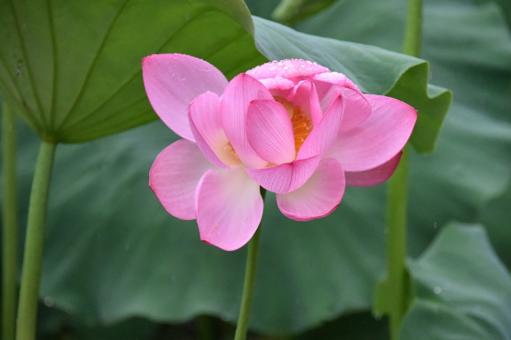 池塘里的摇曳雨荷图片欣赏