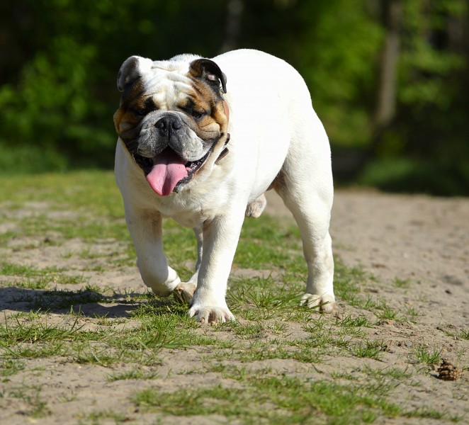 憨萌可爱的斗牛犬图片