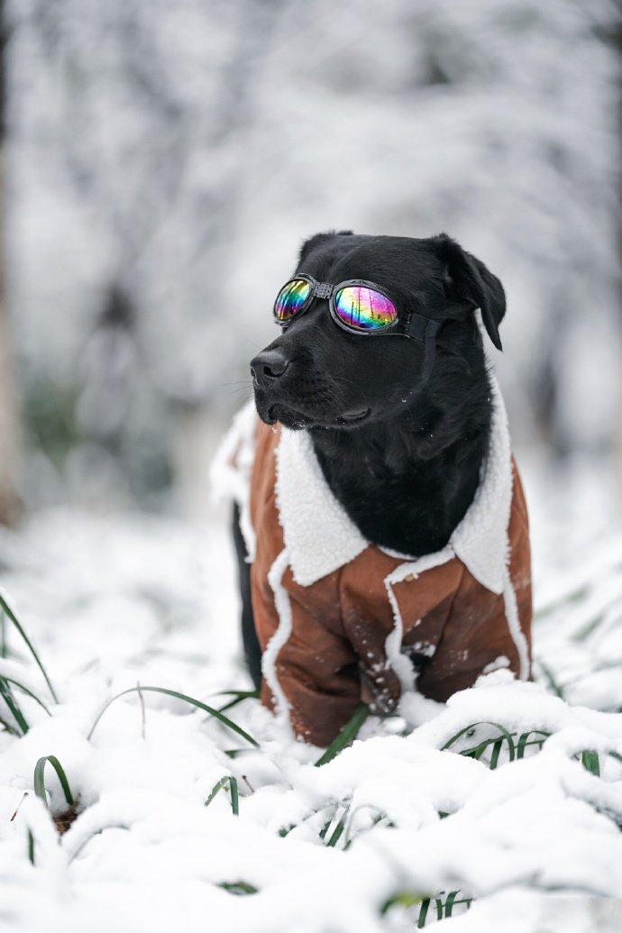 雪地里玩的开心的拉布拉多