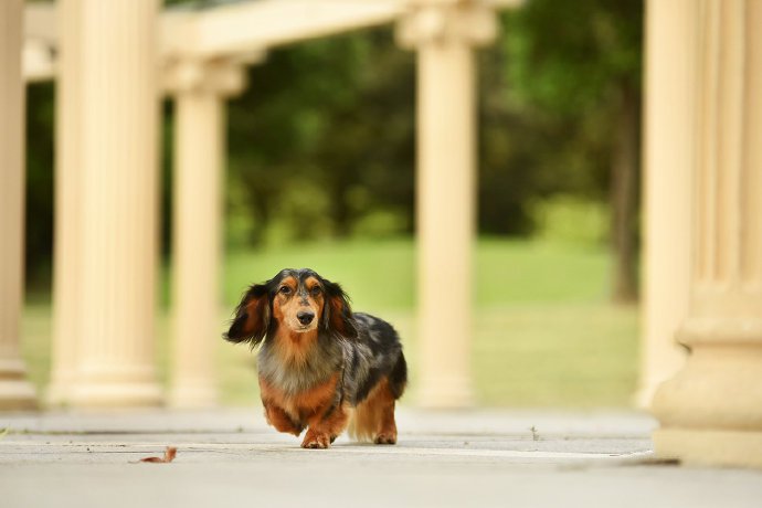 一组不常见的长毛腊肠犬图片欣赏