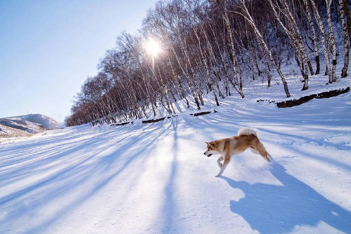 一組為數(shù)不多的可愛秋田犬圖片欣賞