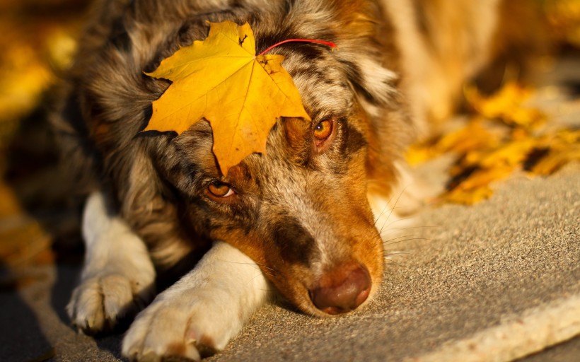 德国黑背牧羊犬图片