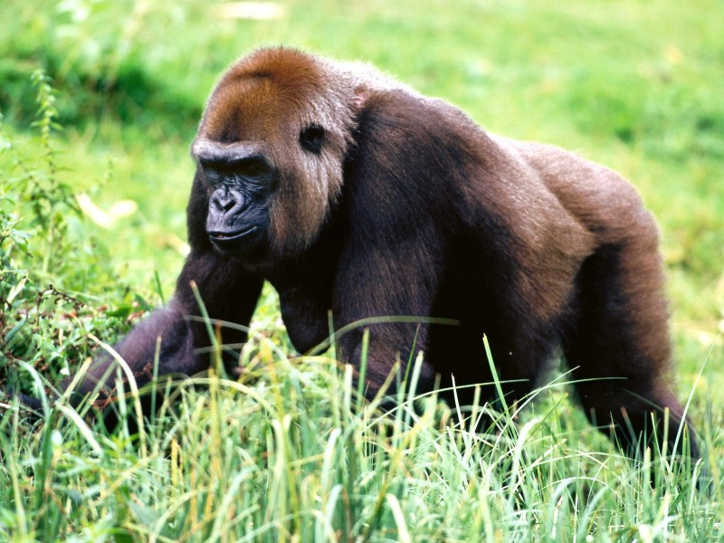 靈長類動物圖片