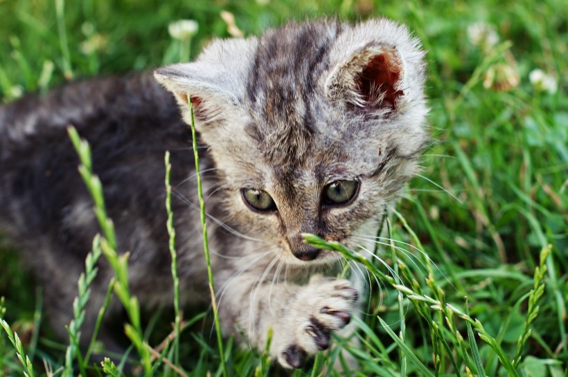 惹人喜爱的小猫咪