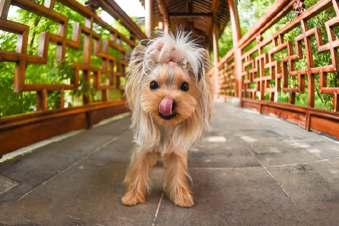 一组干净可爱的小型犬图片