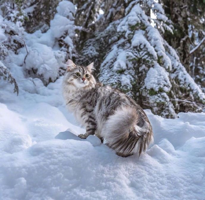 在温哥华林间雪地上漫步的西伯利亚森林猫