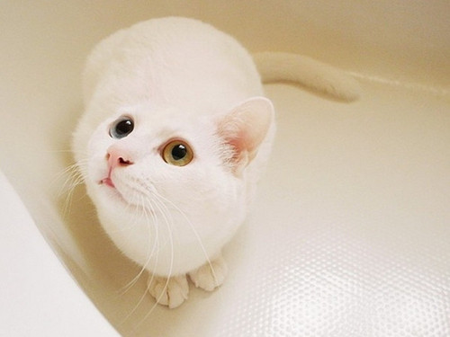漂亮活泼小白猫图片