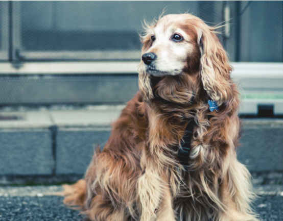 一組機(jī)警活潑的金毛犬圖片欣賞