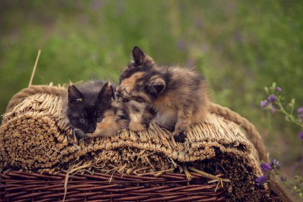 两只可爱的小花猫