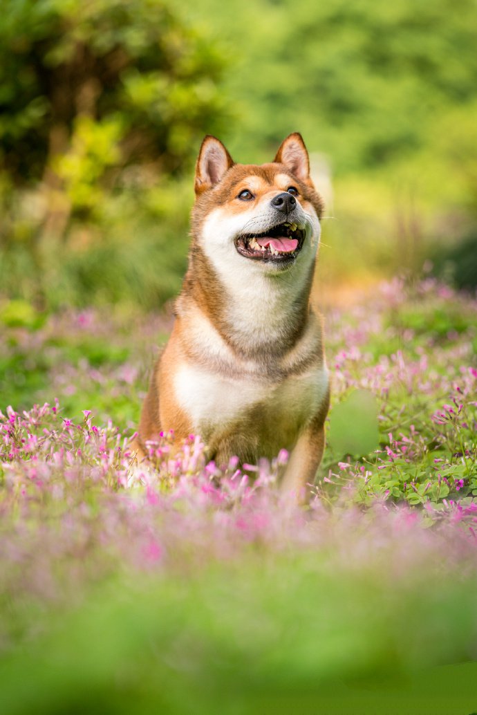 青青草地里可爱的柴犬图片