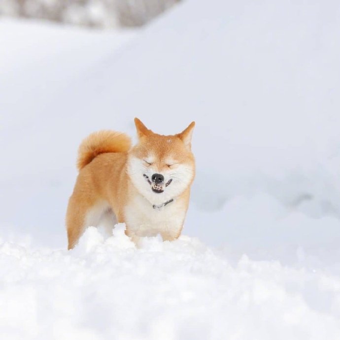 在雪地里玩耍的柴柴，好開心