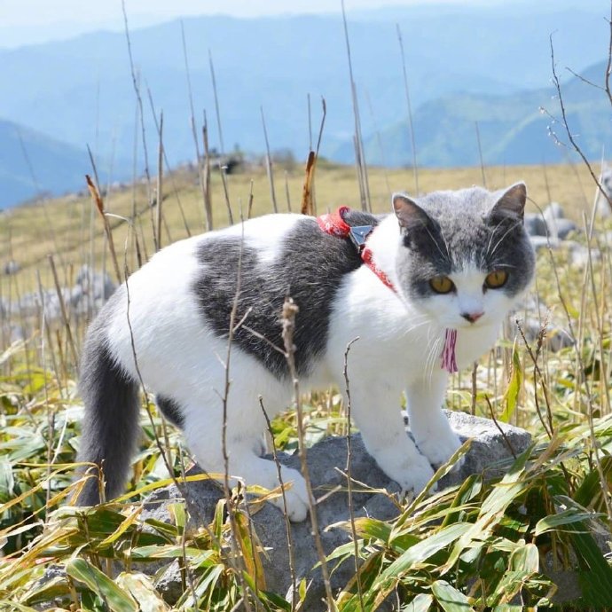 住在霓虹国的小猫咪ai酱图片欣赏