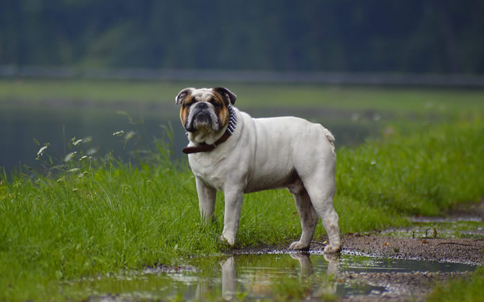 一組蠢萌倔強的斗牛犬圖片欣賞