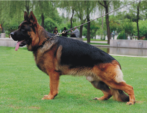 德國(guó)牧羊犬阿托斯圖片