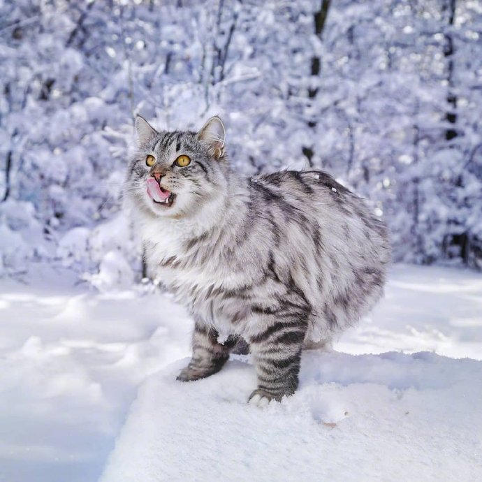 行走中的西伯利亚森林猫男孩