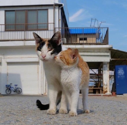 日本摄影师镜头下的流浪猫，看着好有爱