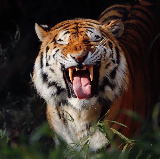 多摩動物園的虎大王也太漂亮了