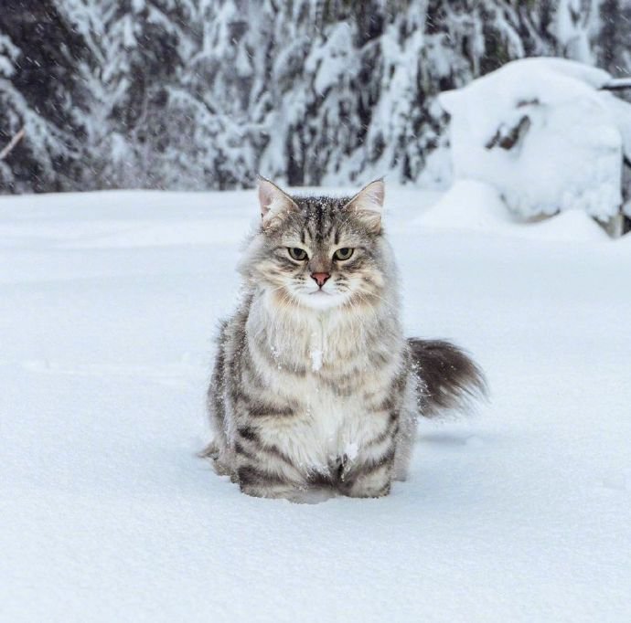 在温哥华林间雪地上漫步的西伯利亚森林猫