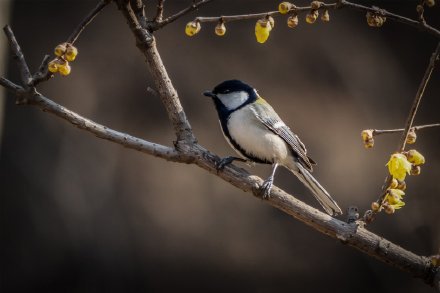 枝頭上跳躍舞蹈的鳥兒