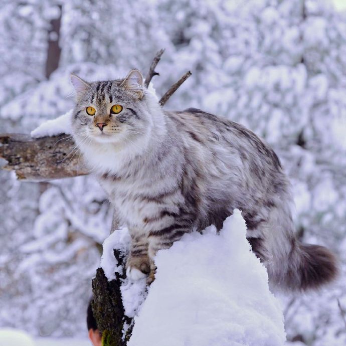 雪地里的西伯利亚猫