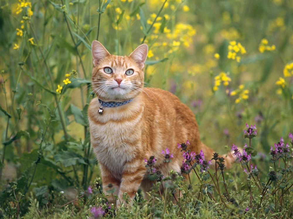 一组迷人逗乐的猫咪图片