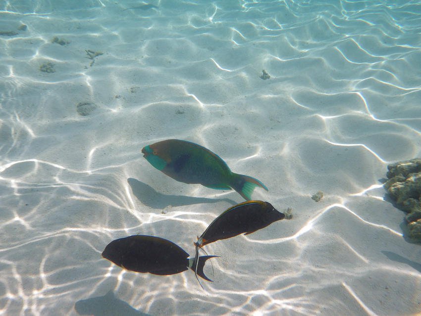 美麗的海底小魚圖片