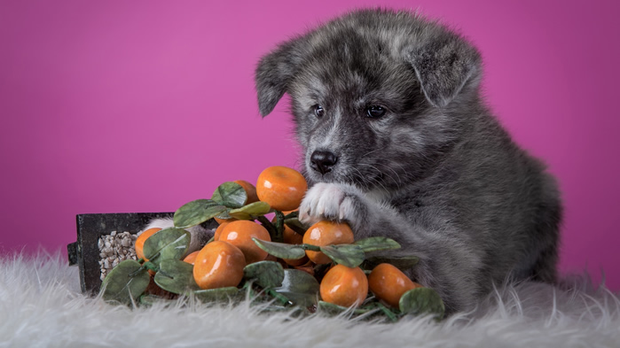 一組可愛呆萌的秋田犬圖片欣賞