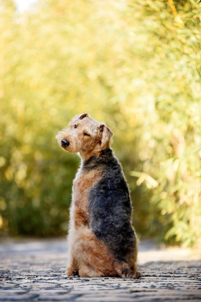 白白的垂耳小型梗犬圖片