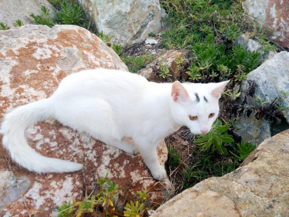 在野外玩耍的猫咪图片