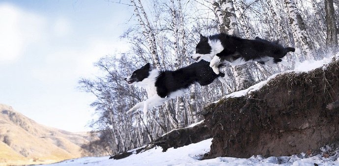 一组玩雪的黑色狗狗图片欣赏